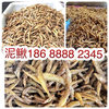 Dried Loach Exhibition Stall E-Commerce Wanguihu Fried Dried Loach Dried Loach Powder-Free Dried Loach Dried Fish Dried Fish