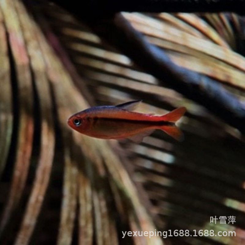 Red Fire Ant Devil Light Fish Red Fire Ant Light Fish Yellow Fire Ant Devil Light South American Light Fish Tropical Ornamental Fish Wholesale