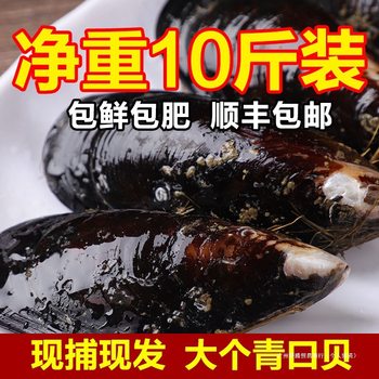 Extra-Large Sf Green Mussel Aquatic Products with Free Shipping, Fresh Sea Snails, Fresh 5 Mussels, Large Shellfish, Wild Abalone