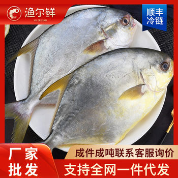 Fresh Pomfret Fish Wholesale Fresh Frozen Sea Fish Pomfret Fish Golden Pomfret Flat Fish Aquatic Fish Crucian Carp Chilled Commercial