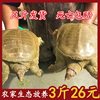 Wholesale Fresh Small Turtles, Fresh and Cheap Fish Fry, Wild-Raised Turtles, Chinese Soft-Shell Turtles for Gatherings