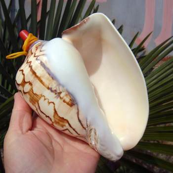 Conch Shell Whistle Children's Toy Conch Shell Craft Can Be Blown as a Horn Gift for Children