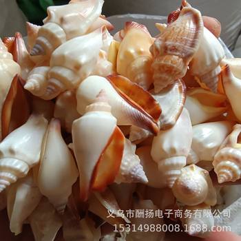 3-4cm plus white and black mouth snail shell conch hermit crab shell aquarium aquarium decoration handmade diy material