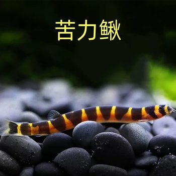 Fish Cleaning Tool for Small Fish, Tropical Fish, and Small Fish Species Such as She Fish, Fish Fry, Fish Laborers, Loaches, and Planarian Worms