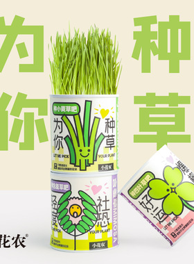 幼儿园摆绿植件盆栽绿植