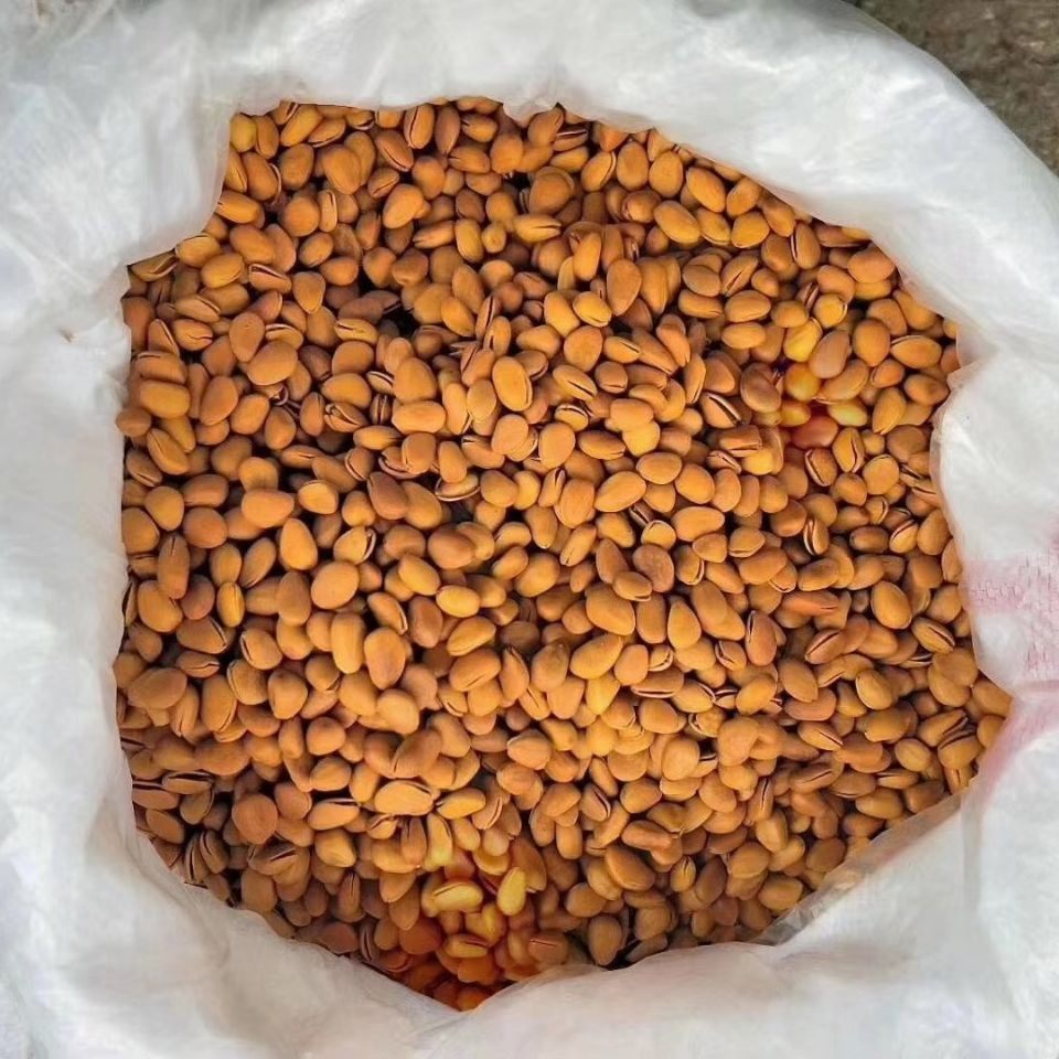 Huashan Pine Nuts Dropshipping New Small Grain Nuts Open Pine Nuts New Lanzhou Pine Nuts Original Flavor Wholesale