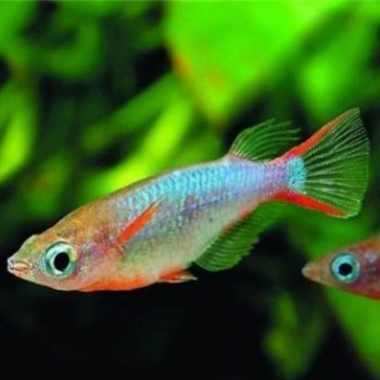 Colorful rice field fish live small freshwater fish tropical ornamental fish aquarium pet fish grass tank group tour package wholesale