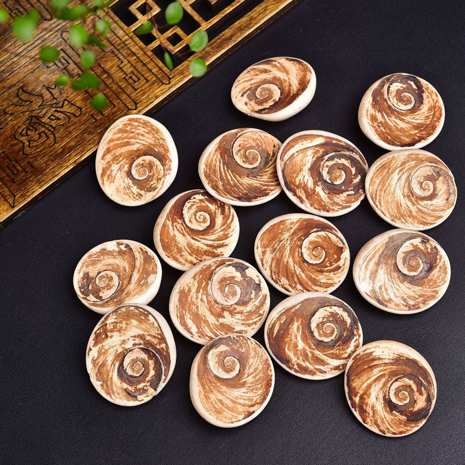 Natural Conch Shell Fossil Sun Bei Stone Ore Marine Paleontological Specimen Crafts Ornaments Wholesale