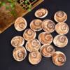Natural Conch Shell Fossil Sun Bei Stone Ore Marine Paleontological Specimen Crafts Ornaments Wholesale