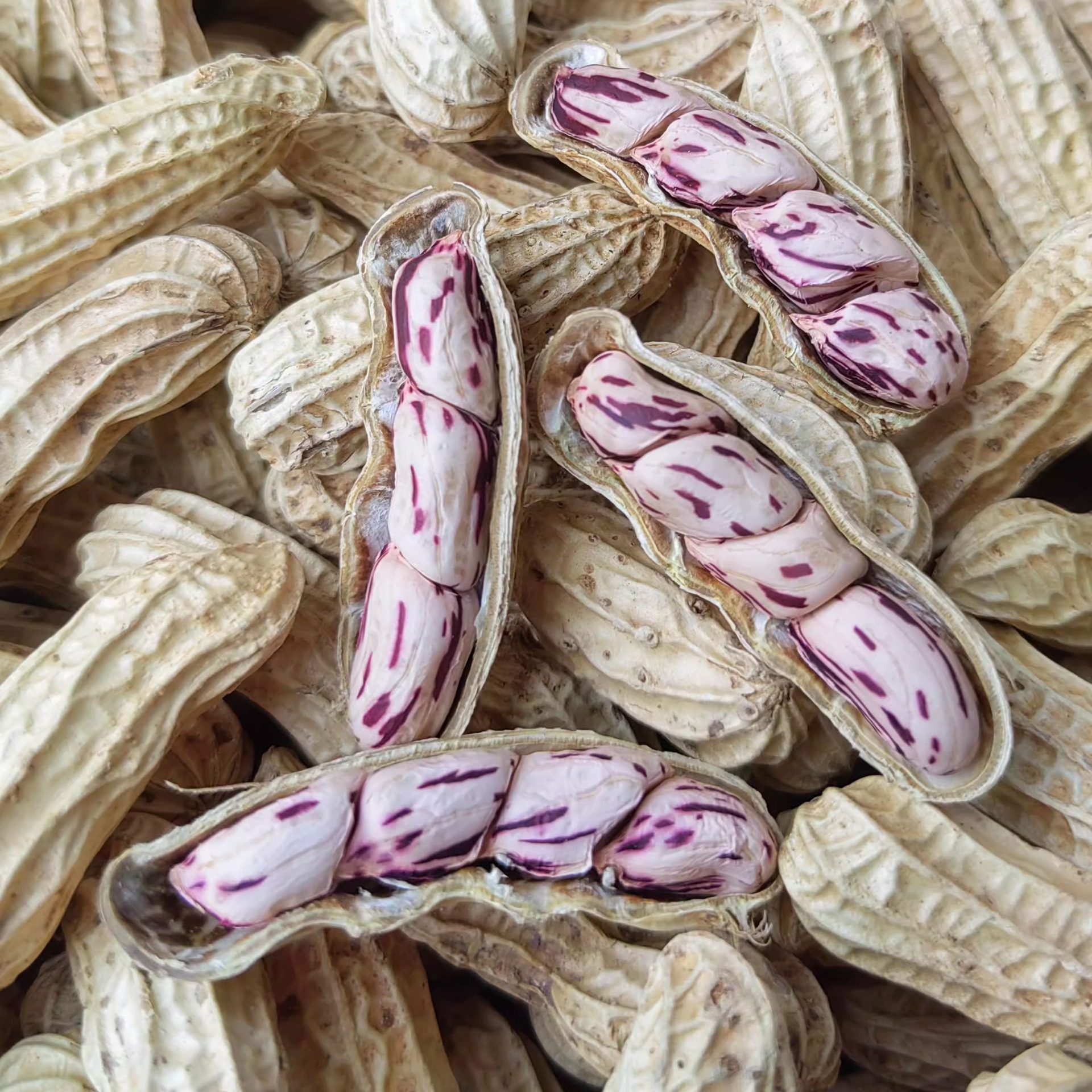 Wholesale new colorful peanuts dried in the sun with shells Yunnan Pu 'er colorful peanuts can be distributed on behalf of 500g