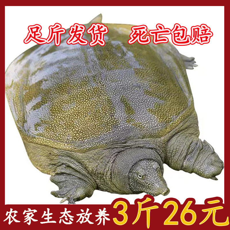 Fresh and Plump Wild-Raised Large Water Turtles, Cheap Turtle Eggs, Chinese Soft-Shell Turtles, Small Turtles, Wholesale Party Snacks