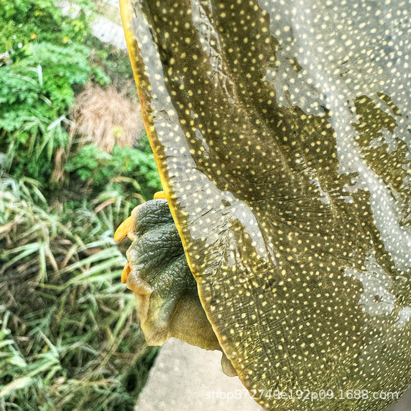 Old Freshwater Turtles over 5 Years Old, Raised in High-Quality Reservoirs, Direct Delivery from the Base, Fresh and Live