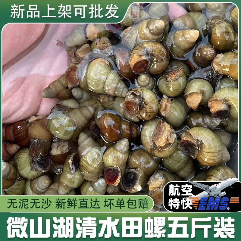 Fresh Live Large Snails from Clear Water, Live Snails with Cut Tails, Freshwater Stone Snails That Expel Sand, No Mud, Wholesale Snail Meat for Commercial Use