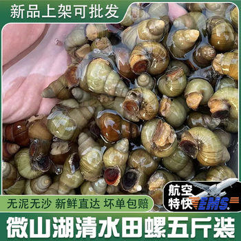 Fresh Live Large Snails from Clear Water, Live Snails with Cut Tails, Freshwater Stone Snails That Expel Sand, No Mud, Wholesale Snail Meat for Commercial Use