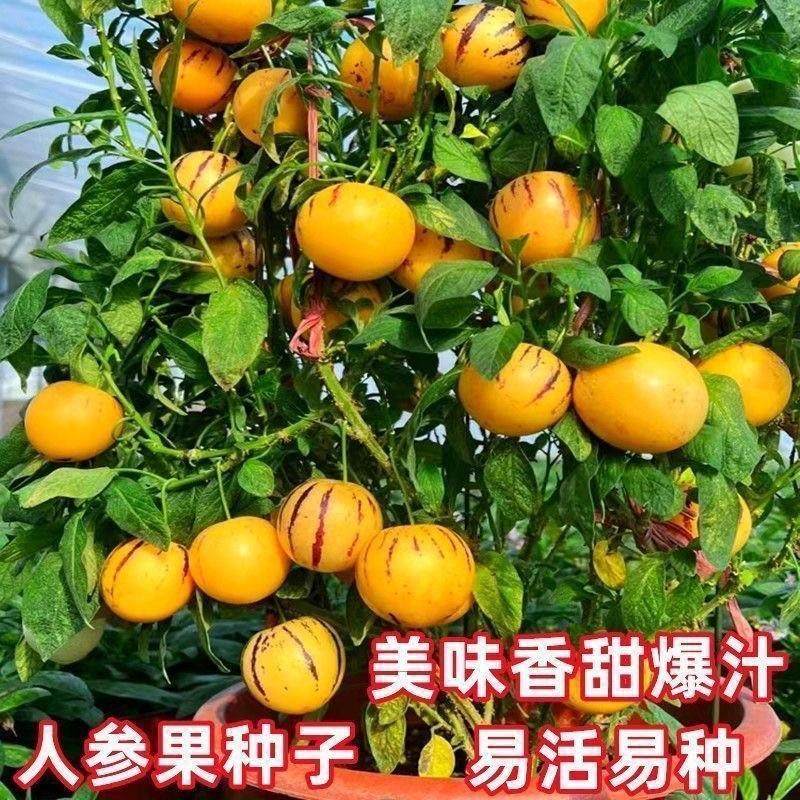 Ginseng Fruit Seeds, Perennial Fruit Seeds, Sowing All Year Round, Human Fruit Tree Seeds, Courtyard Potted Seeds