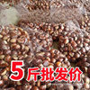 Chestnut Raw Fresh Instant Fresh Dandong Raw Chestnut 5 Jin Seasonal Big Chestnut Raw Chestnut Big Fruit Chestnut