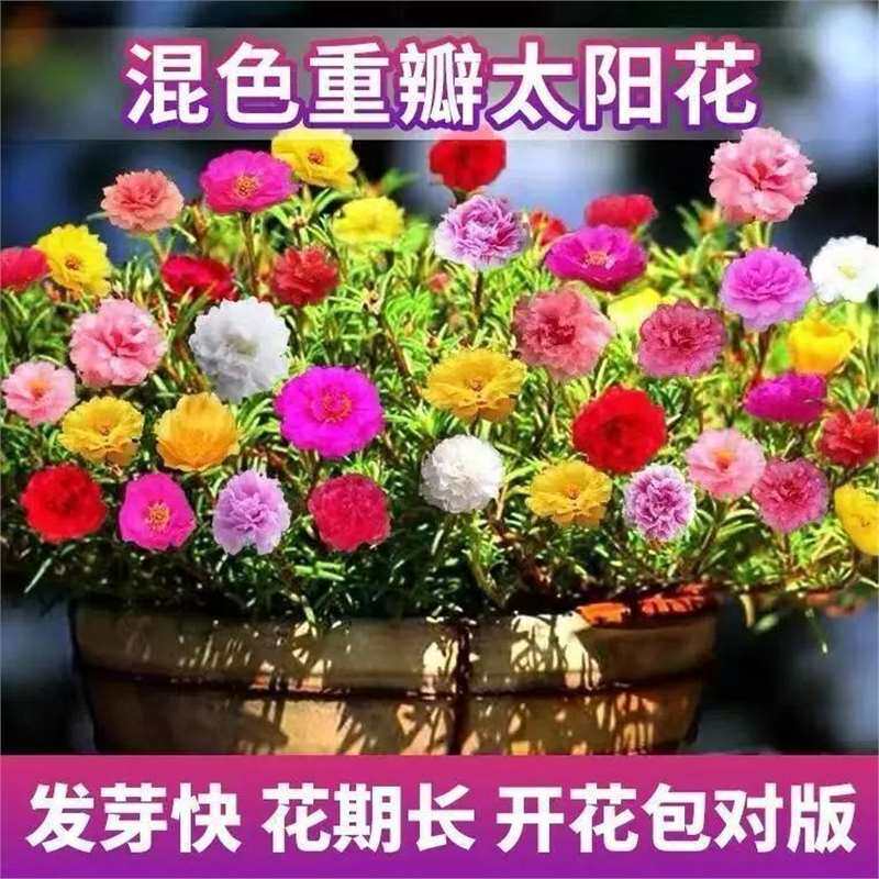 【แพ็กเกจบานสะพรั่ง】เมล็ดพันธุ์ดอกทานตะวันกลีบคู่ หลายชั้น สีสันสดใส ทนต่อความเย็น ทนต่อแสงแดด ออกดอกได้ทุกฤดูกาล เหมาะสำหรับใช้ภายในและภายนอกอาคาร