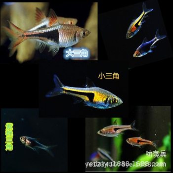 Tropical ornamental fish wholesale triangle lamp big triangle purple bright triangle lamp fish small fish swimming fish