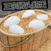 Hot Selling Fresh Goose Eggs, Farm-Raised Free-Range Goose Eggs, Free-Range Goose Eggs in Wild Rivers, Goose Eggs for Pregnant Women, Large and Good Eggs