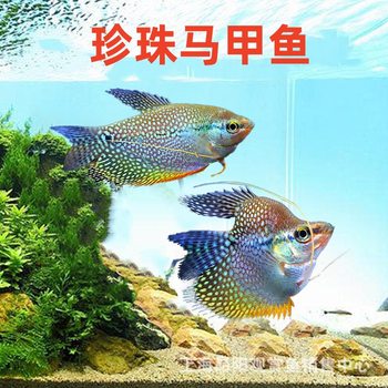 Live Pearl Arowana Fish, Golden Ball Blue Dragon Ball, Easy to Care For, Tropical Ornamental Fish, Aquarium Fish Farm Wholesale Fish Fry