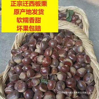 In 2024, the authentic fresh chestnut of Qianxi chestnut is now picked. The wild alpine oil chestnut of Yanshan chestnut in Tangshan, Hebei Province