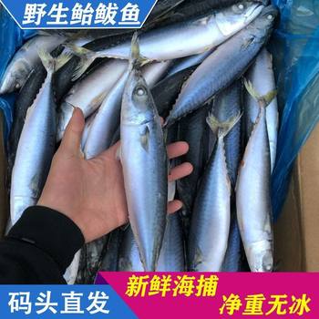 Whole Fresh Frozen Wild Mackerel Deep-Sea Fish Seafood Wholesale