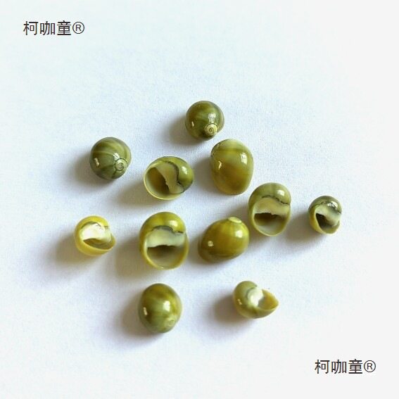 Jade Snail, Bean Snail, Shell Conch, Mini Small Conch 0.4- 0.7cm Specimen Collection