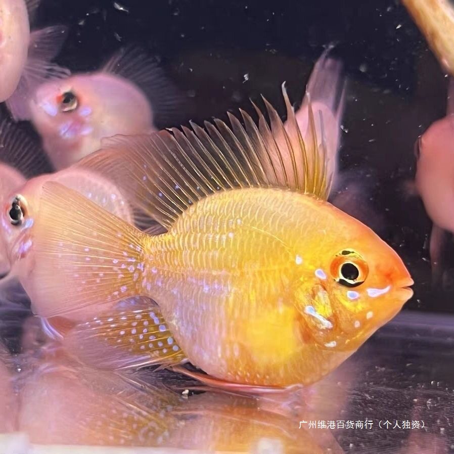 Mixed Fish German Phoenix Freshwater Small Fish Fish Grass Tank Direct Sales Phoenix Gold Wave Tropical Ornamental Fish