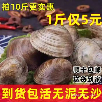 Fresh and Beautiful Sea Clams, Large Clams, Wild Shellfish, Delivered to Your Home, Sf Express Free Shipping, No Mud or Sand