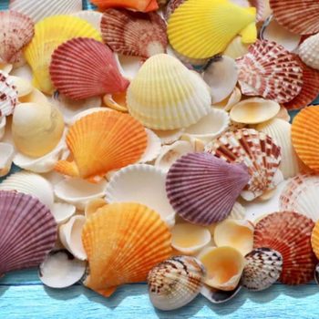 Natural Real Shell Conch Mini Small Shell Decoration Handmade DIY Photo Frame Shell Large Conch Sea Star Ring Chuang