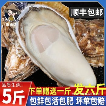 Fresh Large Oysters 2.5kg Commercial Sf Lishan with Box 5 Oysters Seafood Fresh Whole Box Oysters