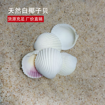 Natural White Fan Shell Conch Lion Coconut Shell Graffiti Fish Tank Aquarium Floor Decorative DIY Pack