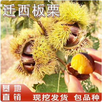 Qianxi Chestnut Seedlings Are Grafted and Planted. Early-Maturing Chestnut Seedlings Are Planted in the North and South Courtyards and Potted Dwarf Seedlings Bear Fruit in the Same Year