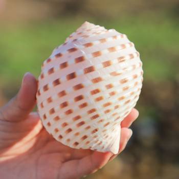 Natural Conch Shell for Aquarium Decoration, Fish Breeding, Succulent DIY Crafts