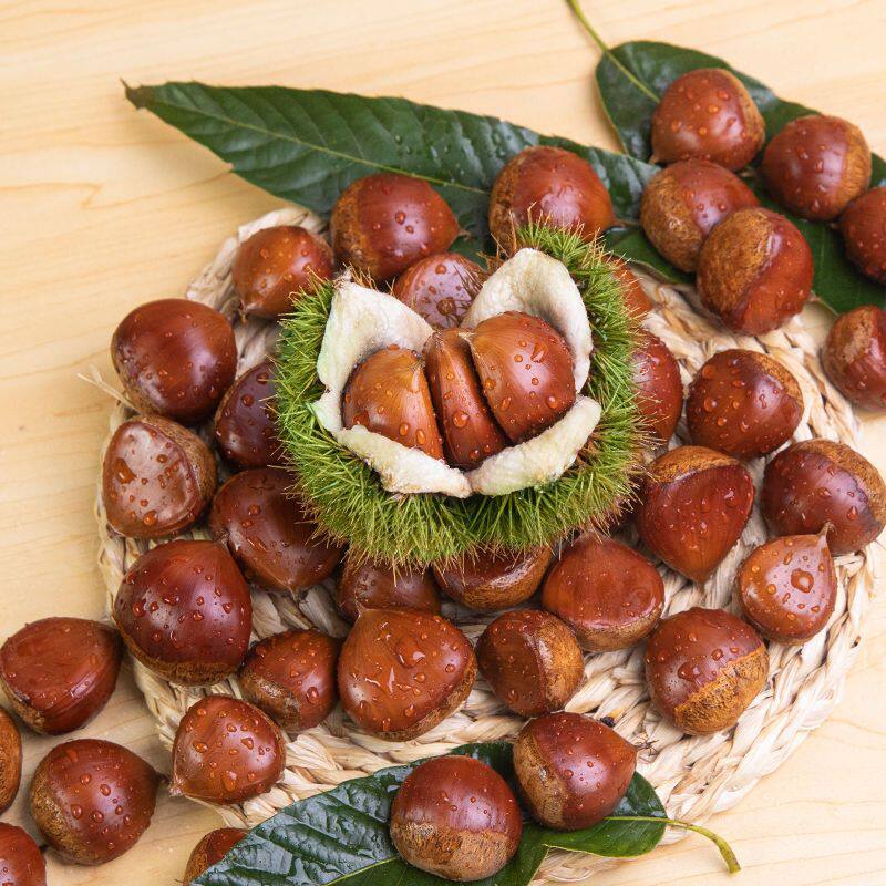 2025 New Chestnuts Fresh Sweet Soft Glutinous Large Dandong Chestnuts Wild Hairy Chestnuts Wholesale Free Shipping Warehouse