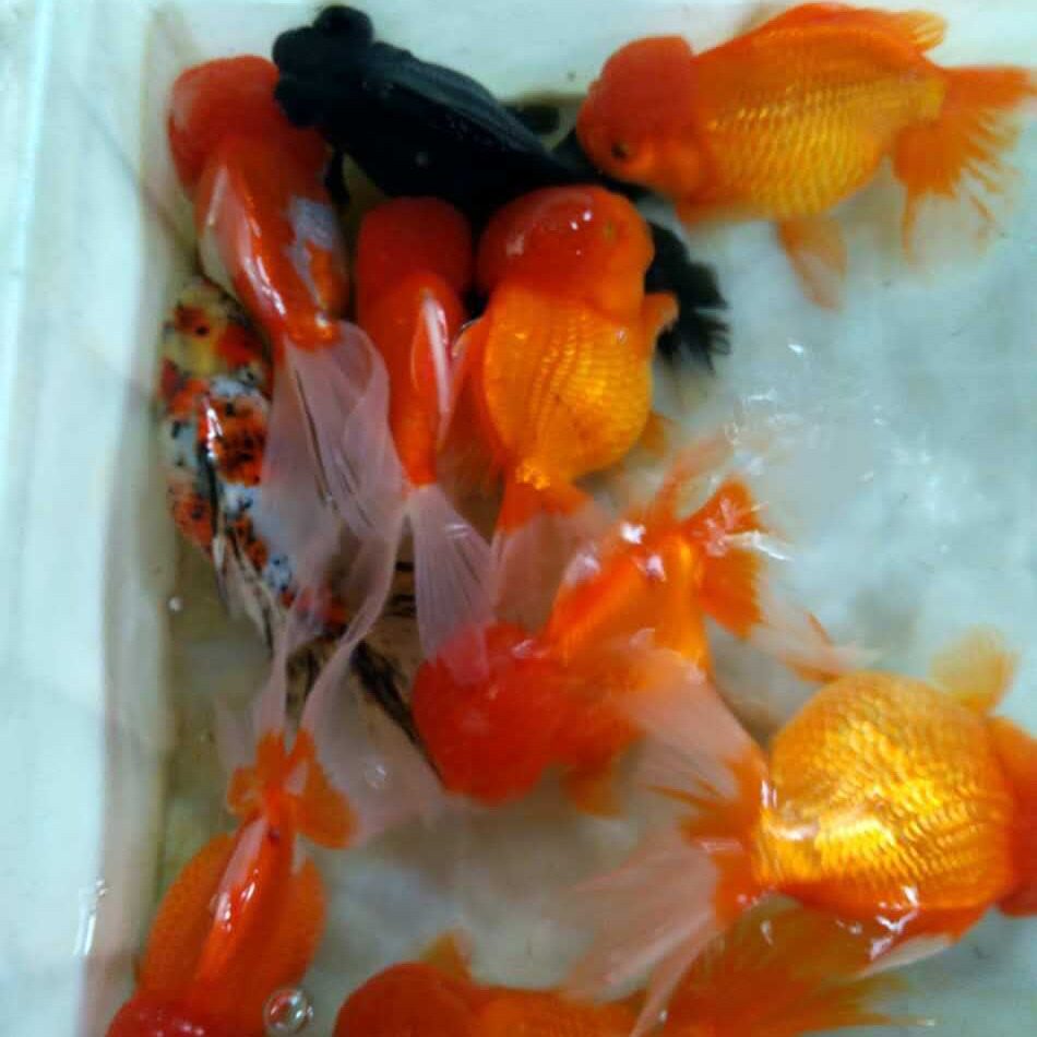 Live Goldfish, Fishing in the Park, Park Fishing, Small Goldfish, Goldfish Fry, Ornamental Fish, Cold