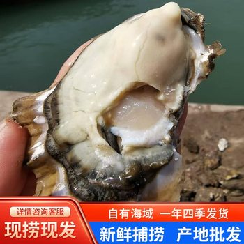 Fresh Oysters from Their Place of Origin, Whole Box, 25kg Fresh Oysters, Commercial Shellfish, Seafood, Fresh Aquatic Products, Wholesale