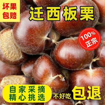 Freshly Picked Large Yan Mountain Oil Chestnuts from Qianxi, Selected from Old Trees by Local Farmers