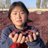 [Direct from Xinjiang]25 Years New Authentic Xinjiang Specialty Ruoqiang Dried Gray Dates Original Bulk Red Dates