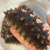 Immediately Ready-To-Eat Sea Cucumber and Sea Cucumber 500g Dalian Manufacturer Liaoginseng Fresh and Permeated Dry Goods Dalian Sea Cucumber Single Taste Pack