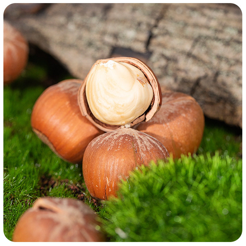 Northeastern Open Hazelnut Kernels Original Large Capsules New Arrival 500g Canned Specialty Nuts Roasted Seeds and Nuts Casual Snacks Wholesale