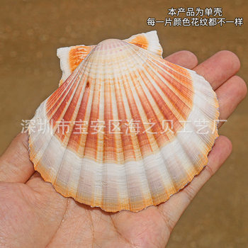 Yiwu Natural Conch Shell DIY Painting Special Shell Hawaiian White Scallop Shell Wall Scallop Shell Export Decoration