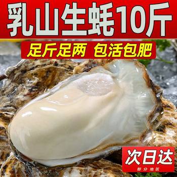 Rushan Oysters 2.5kg Extra-Large Fresh Seafood Oysters 10 Whole Oysters Wholesale Factory Cross-Border E-Commerce Dropshipping