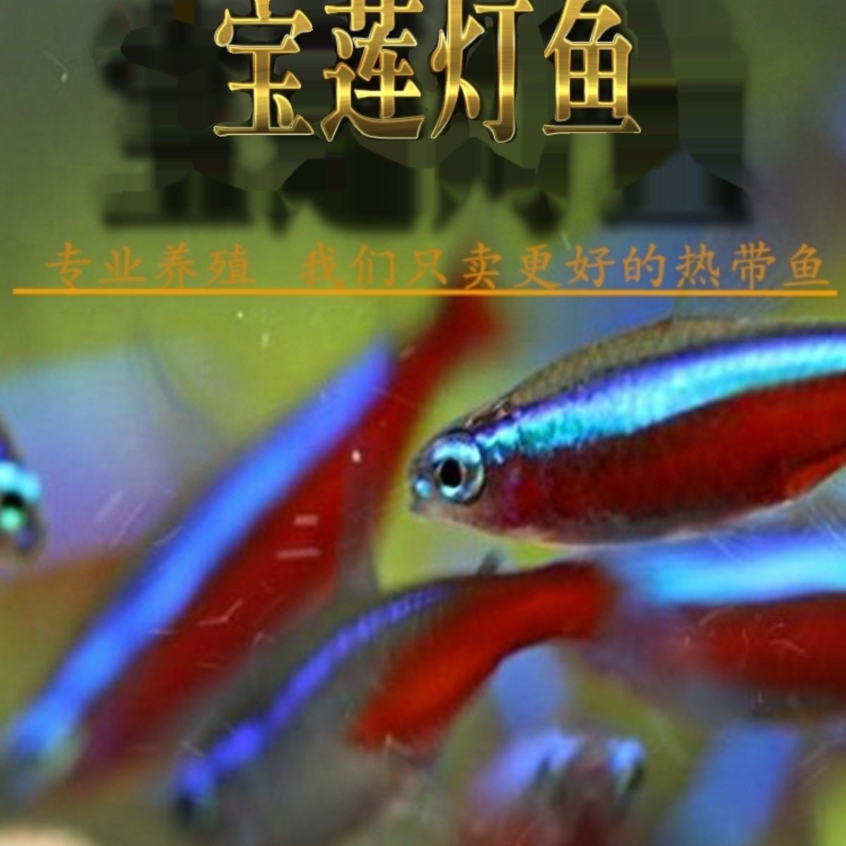 Zebrafish Traffic Light Fish Tropical Freshwater Live Ornamental Angel Pet Small Treasure Lotus Lantern Peacock Group Swimming Fish
