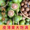 Hazelnuts, Macadamia Nuts, Seasonal Bulk New Fruits, Original Flavor, Green Skin, Thin Skin, Fresh Summer Fruits, Hazelnuts, Wild Edible