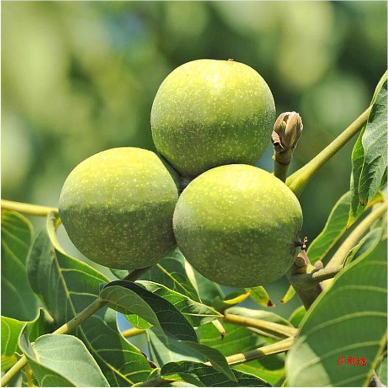 Pecans 2.5kg New Thin-Shell Wild Walnut Kernels from Longnan, Gansu, Bulk Black Walnuts, Non-Paper-Skinned New Year Goods