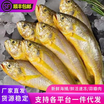 Freshly Caught Small Yellow Croaker, Fresh Quick-Frozen Yellow Croaker, Frozen Sea Fish, Yellow Croaker Barbecue Ingredients, Seafood and Aquatic Products Wholesale