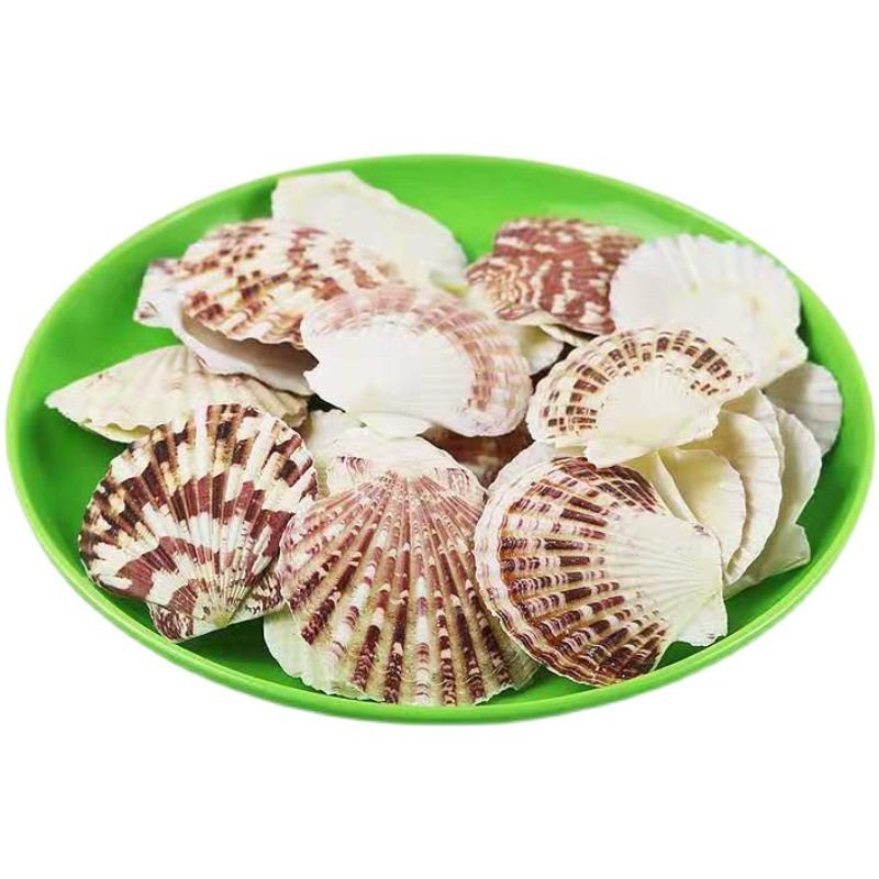 Natural Shell Conch Starfish Material Package Hand-Shot Background Wind Chime Drift Bottle Fish Tank Decoration Set