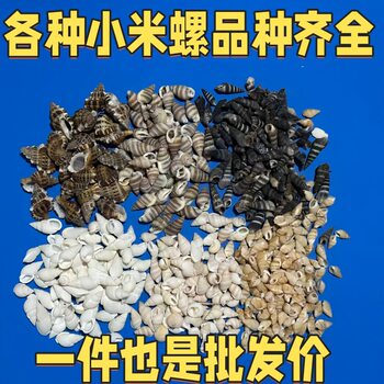 Small Conch, Millet Snail, Natural Shell Conch, Handmade DIY Fish Tank Landscaping, Microscopic Decorative Accessories for Hermit Crabs