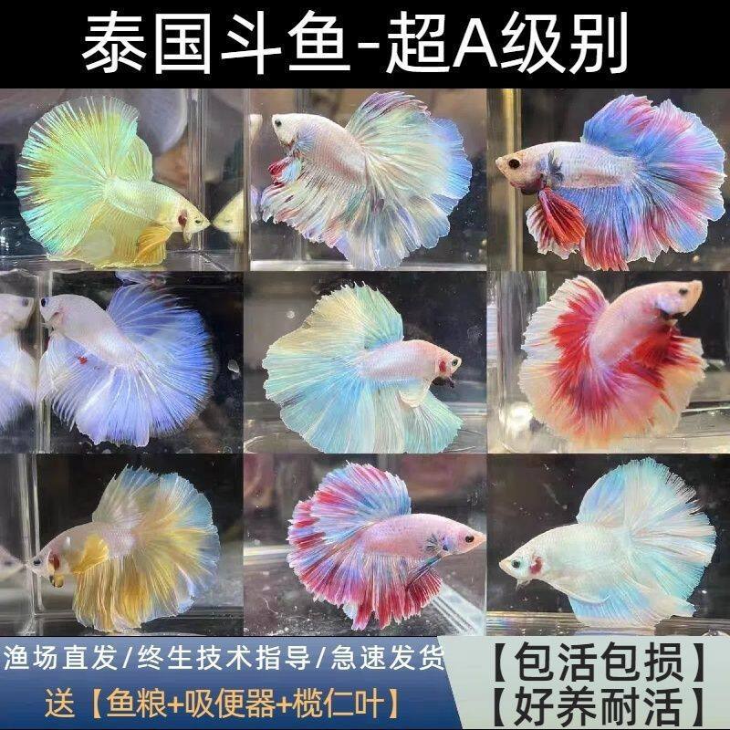 Thai Betta Live Fish Fairy Style Wedding Dress Fish Half Moon Pure White Betta Goldfish Pet Tropical Fish Small Fish Ornamental Fish